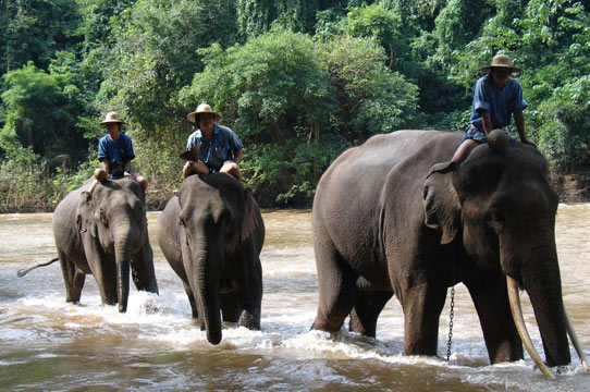 Chiang Dao Elephant Training Centre